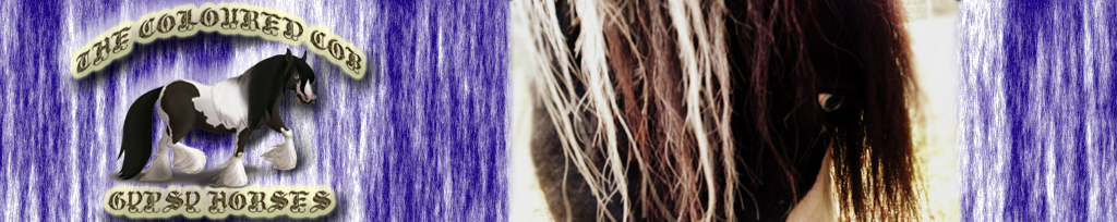 The Coloured Cob Gypsy Horses